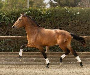 Intero PRE Andaluso In vendita 2022 Baio