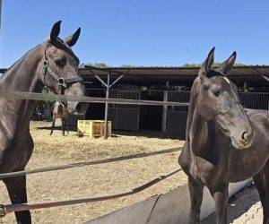 Cavalla PRE Andaluso In vendita 2025 Nero