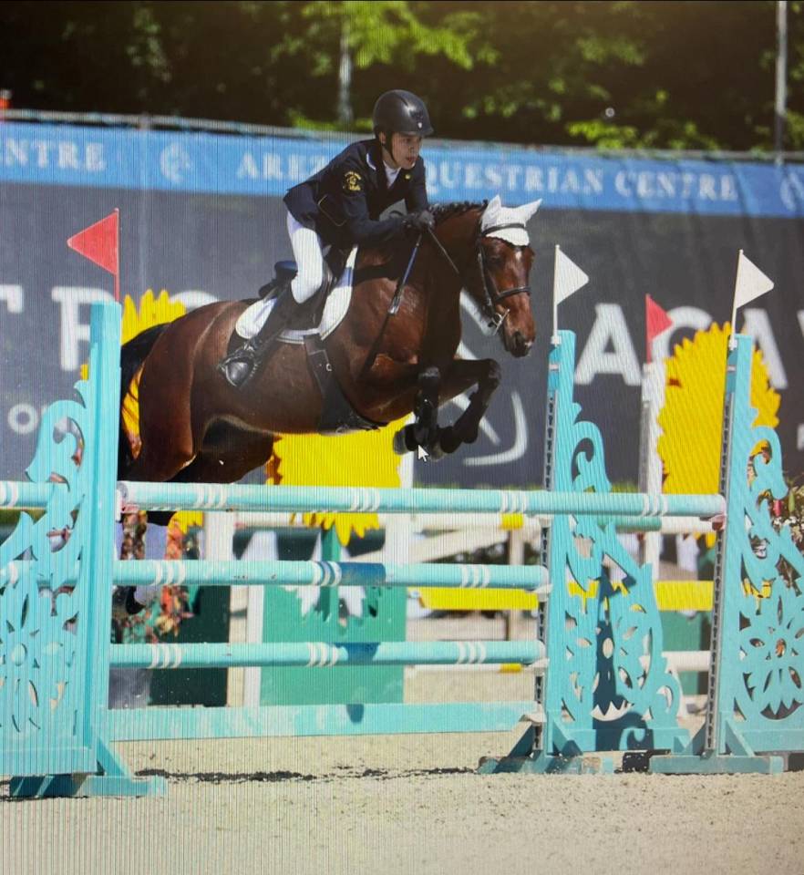 Pony Baio Francese del 2016