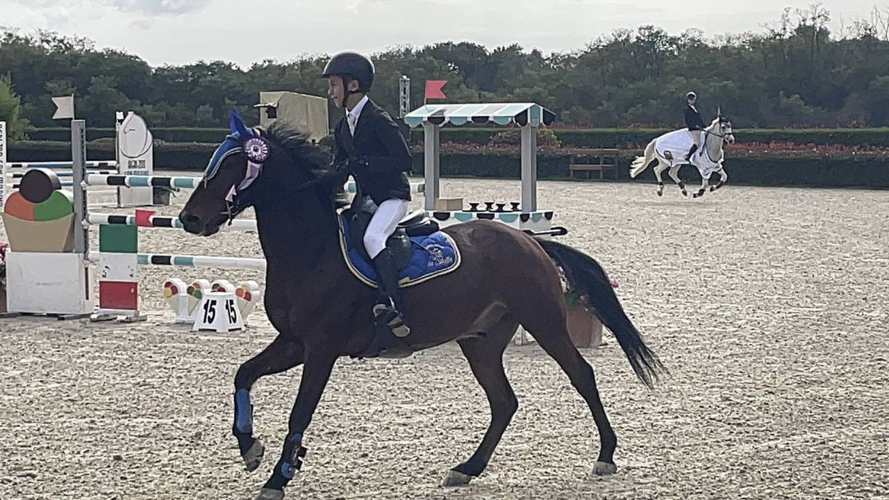 Pony Baio Francese del 2016