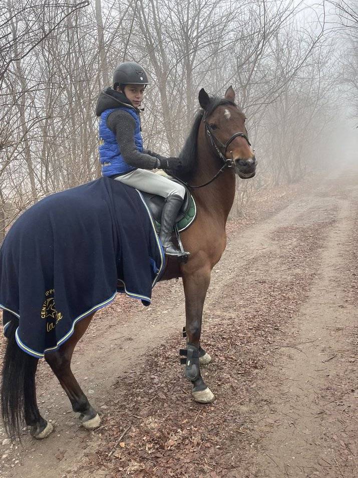 Pony Baio Francese del 2016