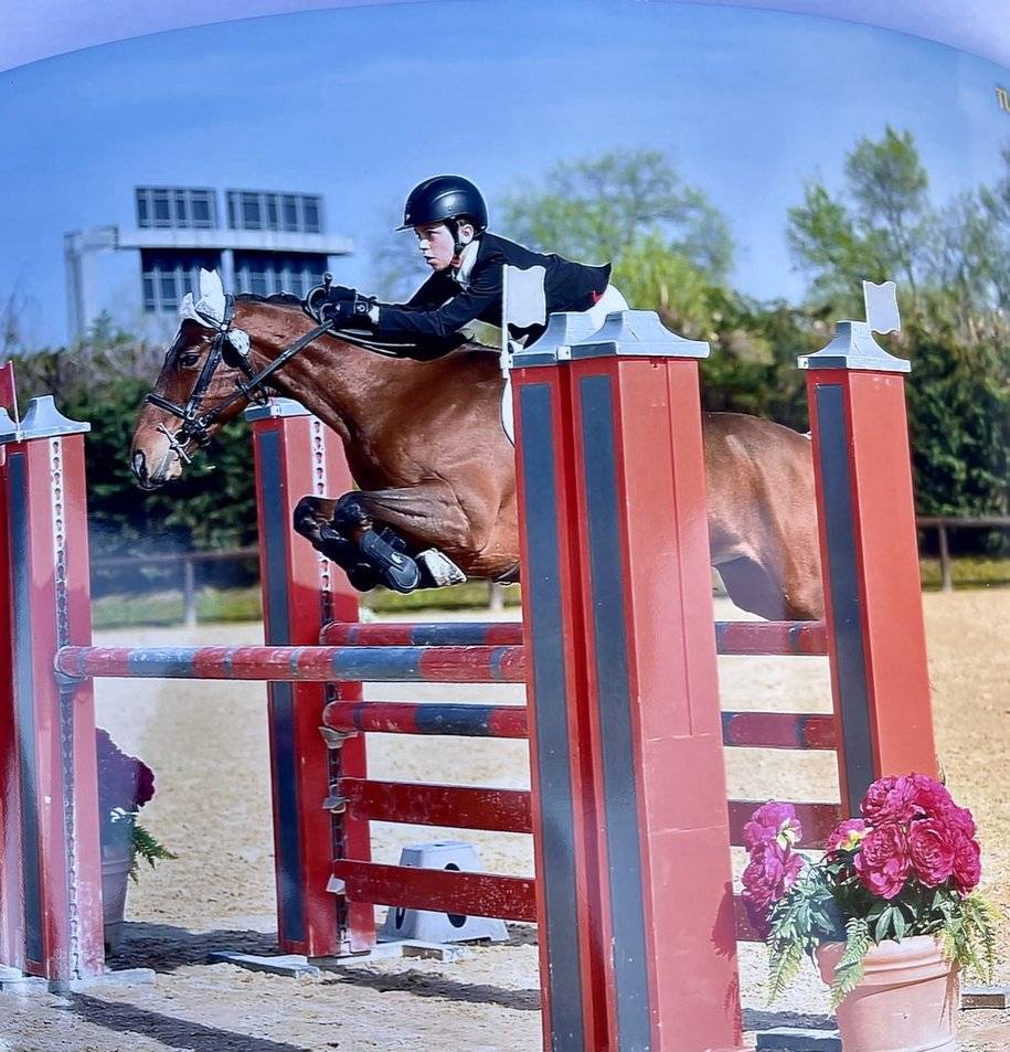 Pony Baio Francese del 2016