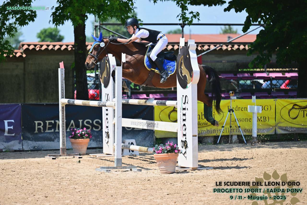 Pony Baio Francese del 2016