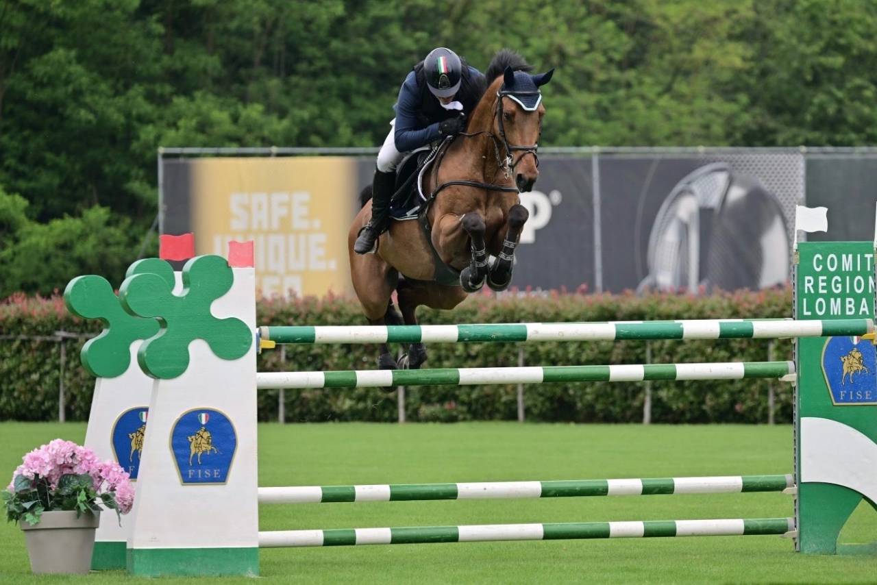 Castrone baio, KWPN, 2012, Numero Uno X Haarlem