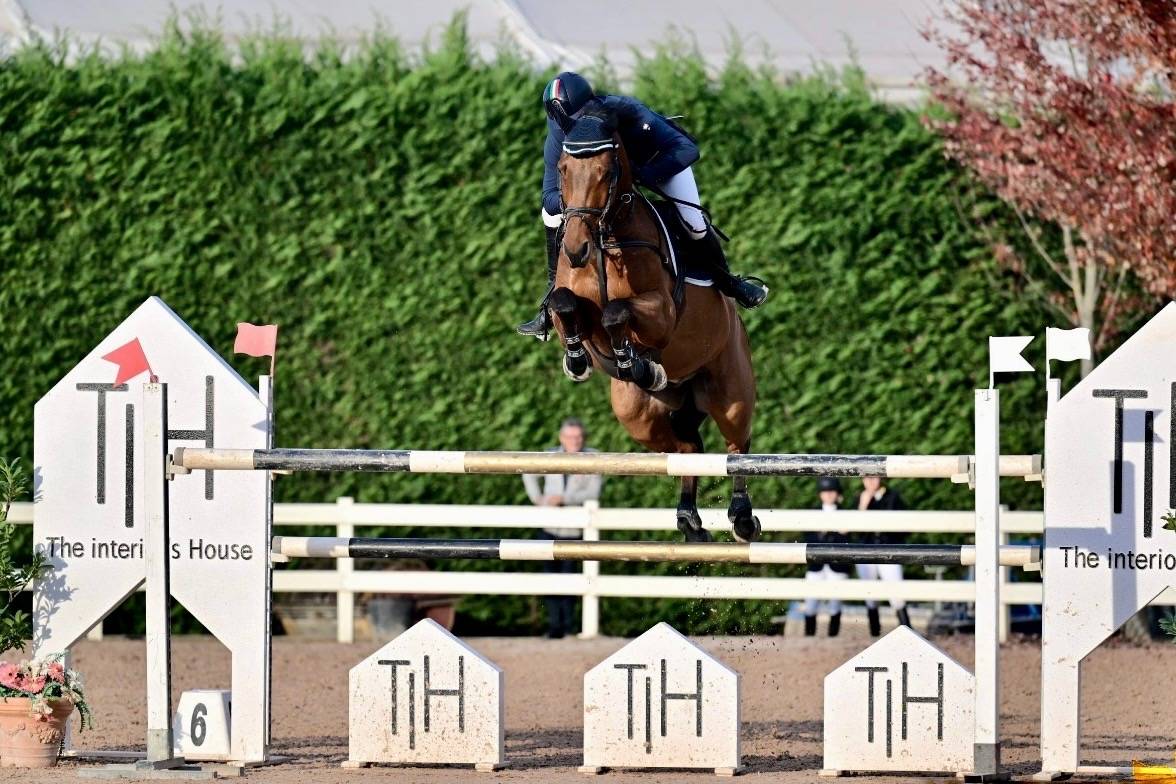 Castrone baio, KWPN, 2012, Numero Uno X Haarlem