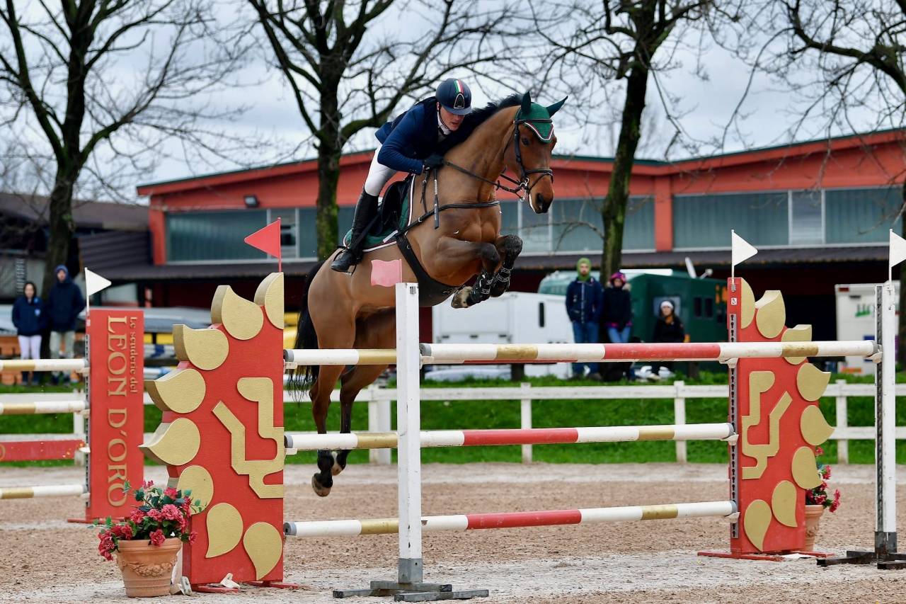 Castrone baio, KWPN, 2012, Numero Uno X Haarlem