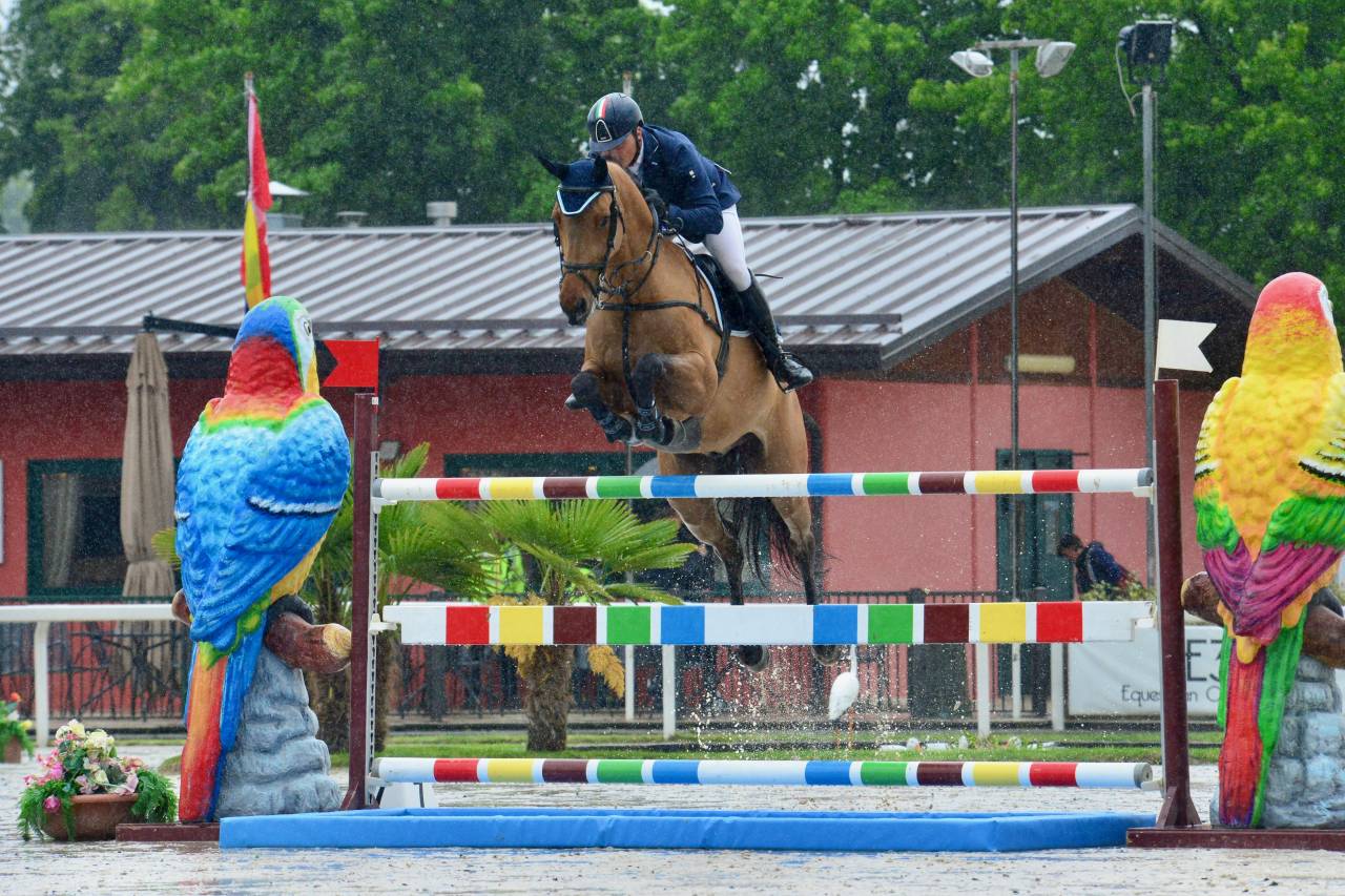 Castrone baio, KWPN, 2012, Numero Uno X Haarlem