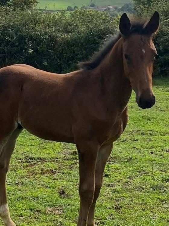 Puledro Sella Francese In vendita 2025 Baio ,  Halifax