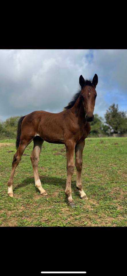 Puledro Sella Francese In vendita 2025 Baio ,  Halifax