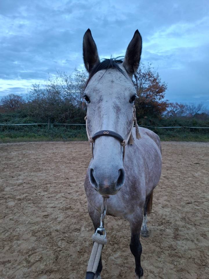 Cavalla AES Anglo European Studbook In vendita 2021 Grigio ,  Faraon des Hounts