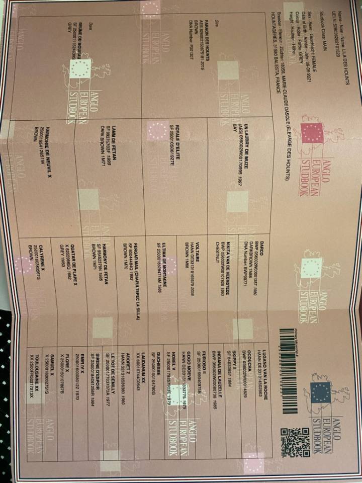 Cavalla AES Anglo European Studbook In vendita 2021 Grigio ,  Faraon des Hounts