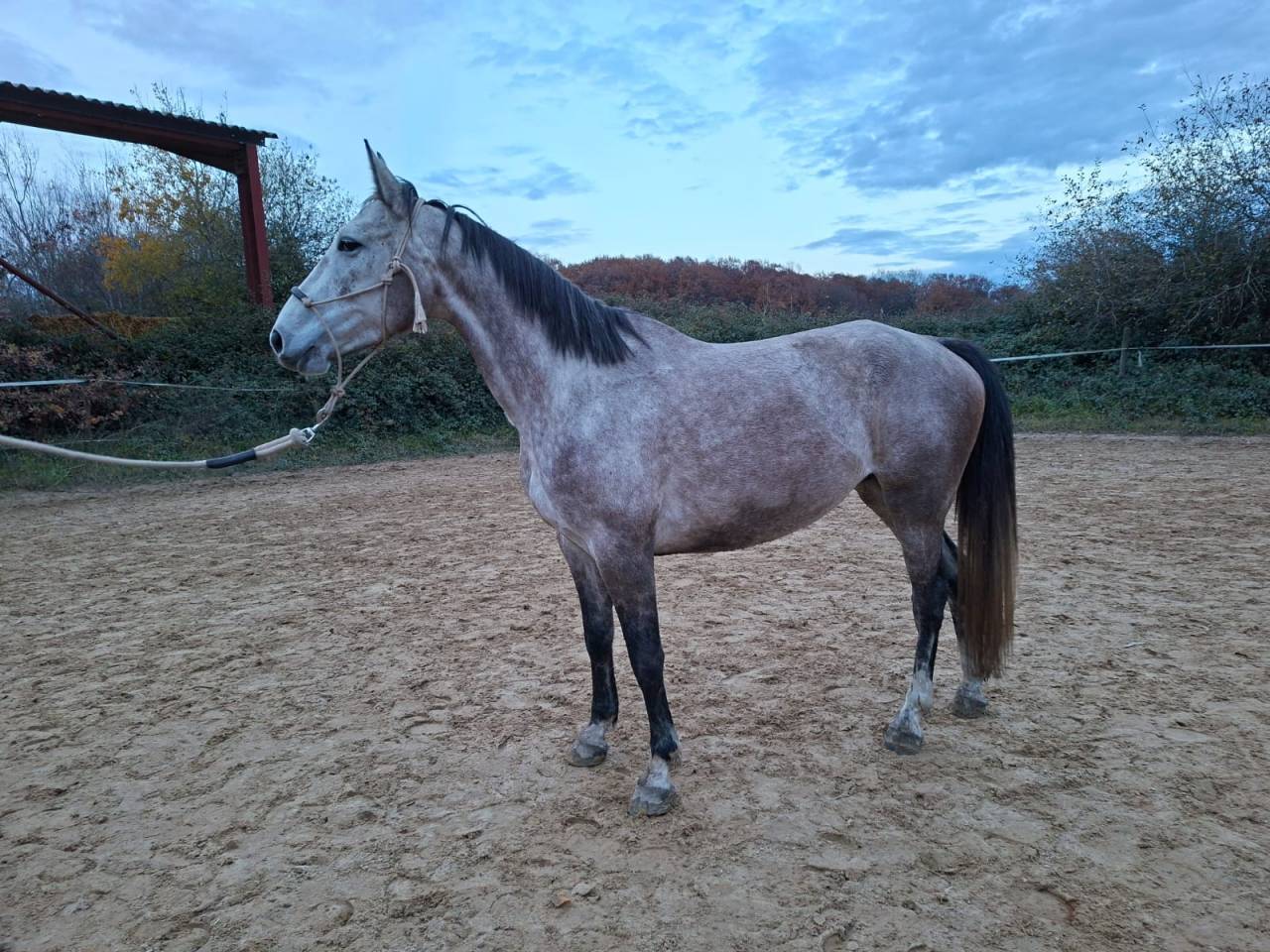 Cavalla AES Anglo European Studbook In vendita 2021 Grigio ,  Faraon des Hounts