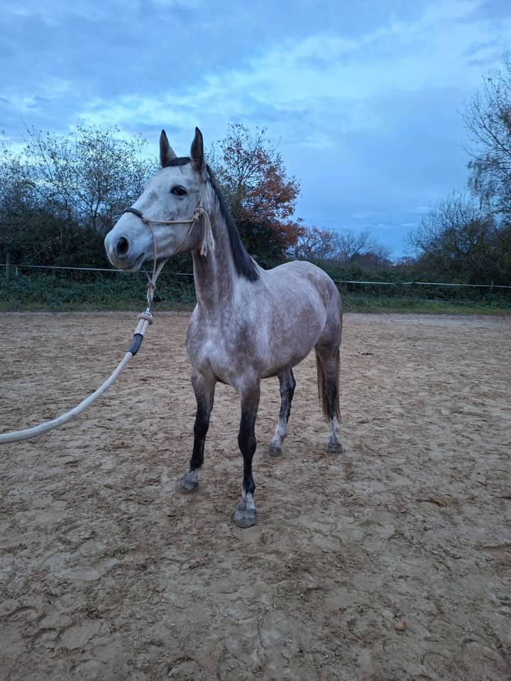 Cavalla AES Anglo European Studbook In vendita 2021 Grigio ,  Faraon des Hounts