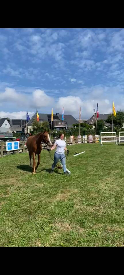 Puledra Zangersheide In vendita 2023 Sauro ,  PEGASE VAN'T RUYTERSHOF