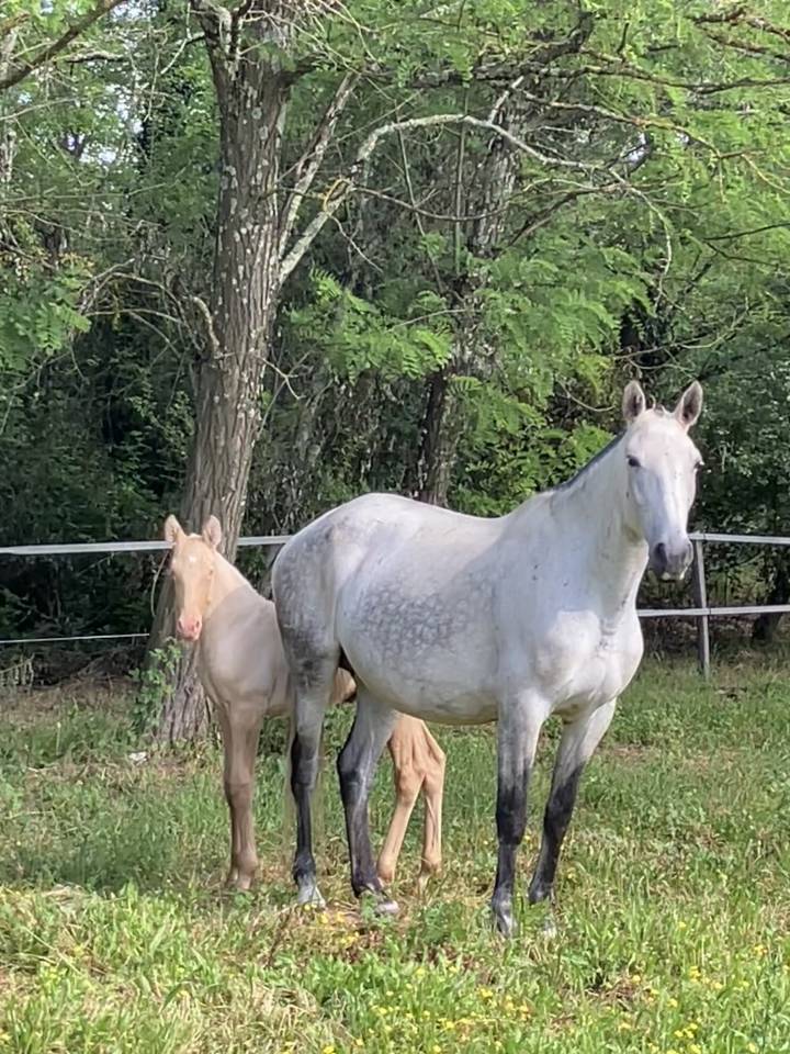 Fattrice Lusitano In vendita 2015 Grigio ,  OMEAGA MMV