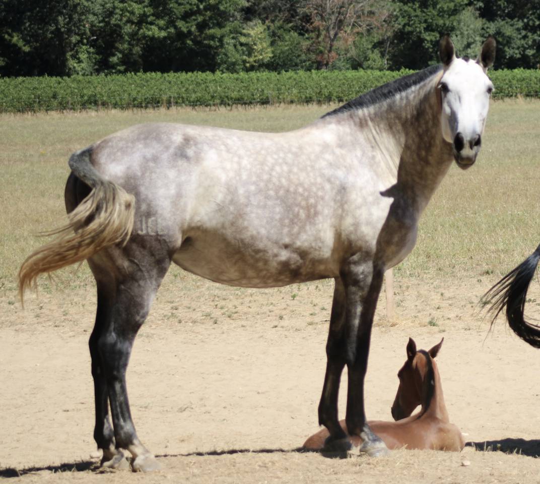 Fattrice Lusitano In vendita 2015 Grigio ,  OMEAGA MMV