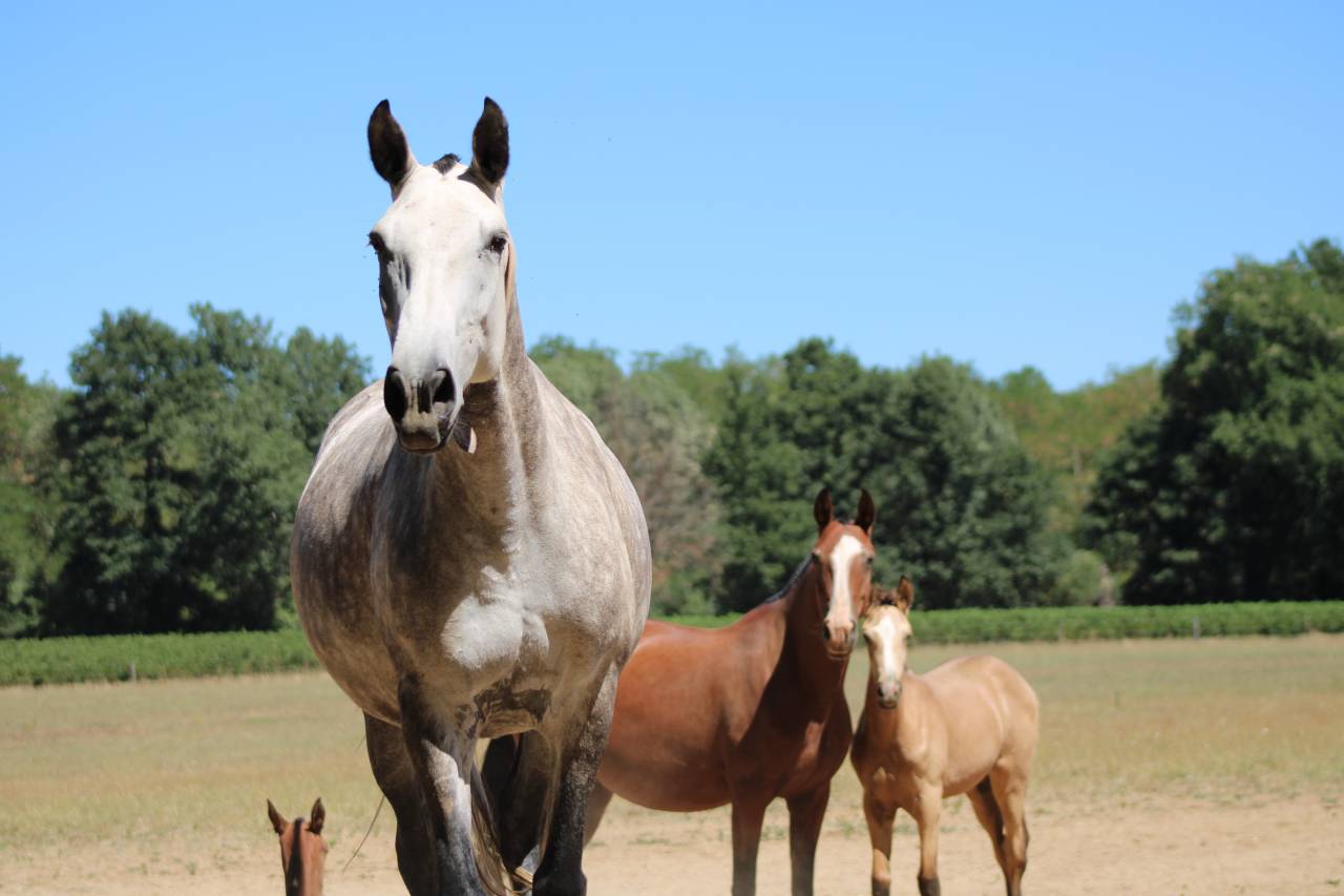 Fattrice Lusitano In vendita 2015 Grigio ,  OMEAGA MMV