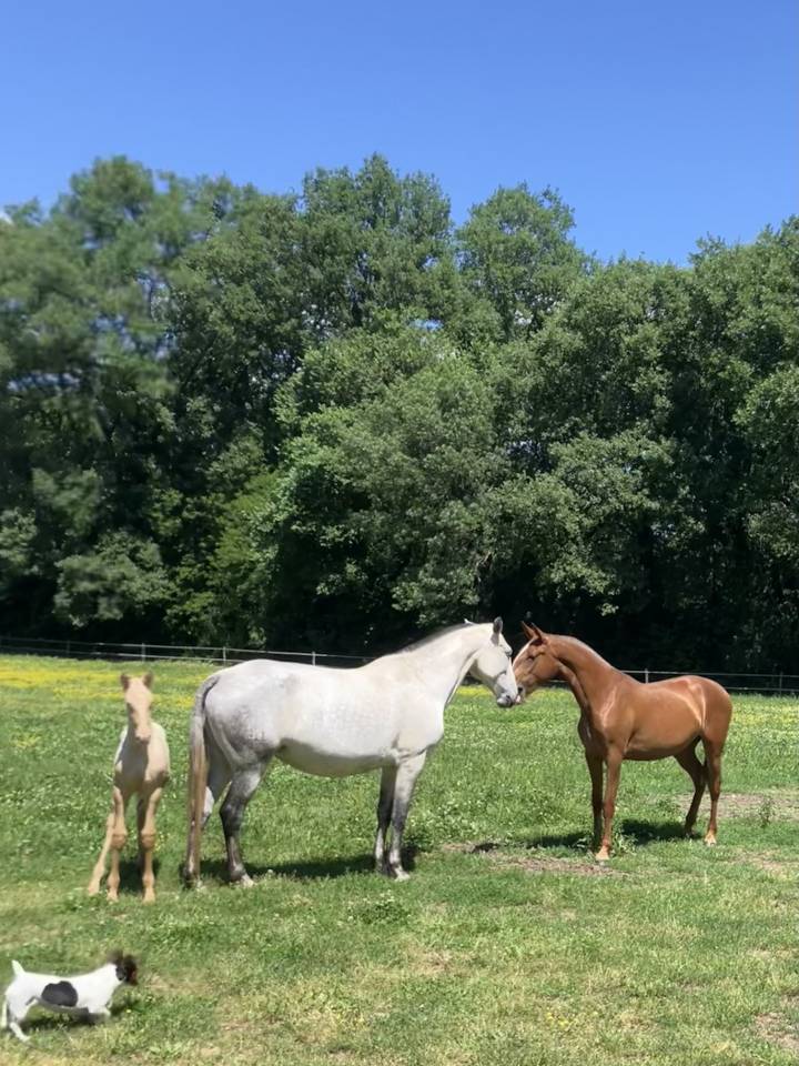 Fattrice Lusitano In vendita 2015 Grigio ,  OMEAGA MMV