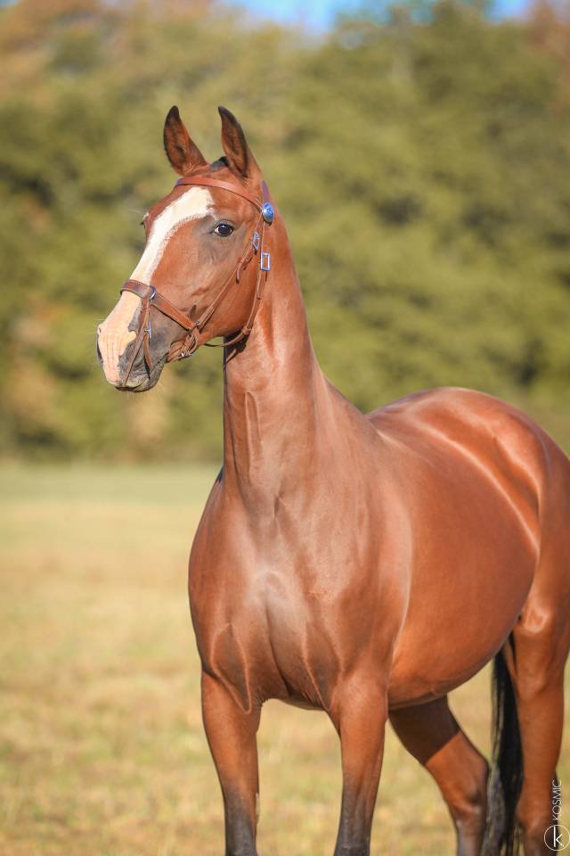 Fattrice Lusitano In vendita 2015 Grigio ,  OMEAGA MMV