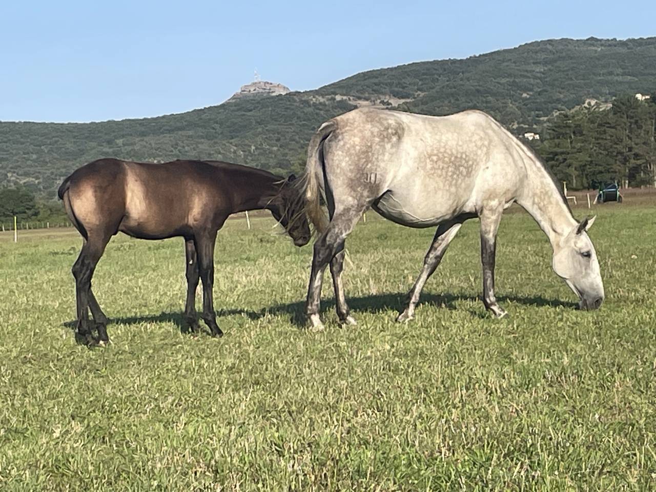 Fattrice Lusitano In vendita 2015 Grigio ,  OMEAGA MMV