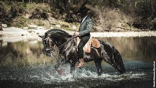 Fattrice Lusitano In vendita 2015 Grigio ,  OMEAGA MMV