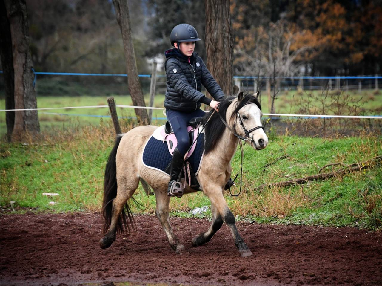 Castrone Welsh Poney (Sezione A) In vendita 2021 Isabella
