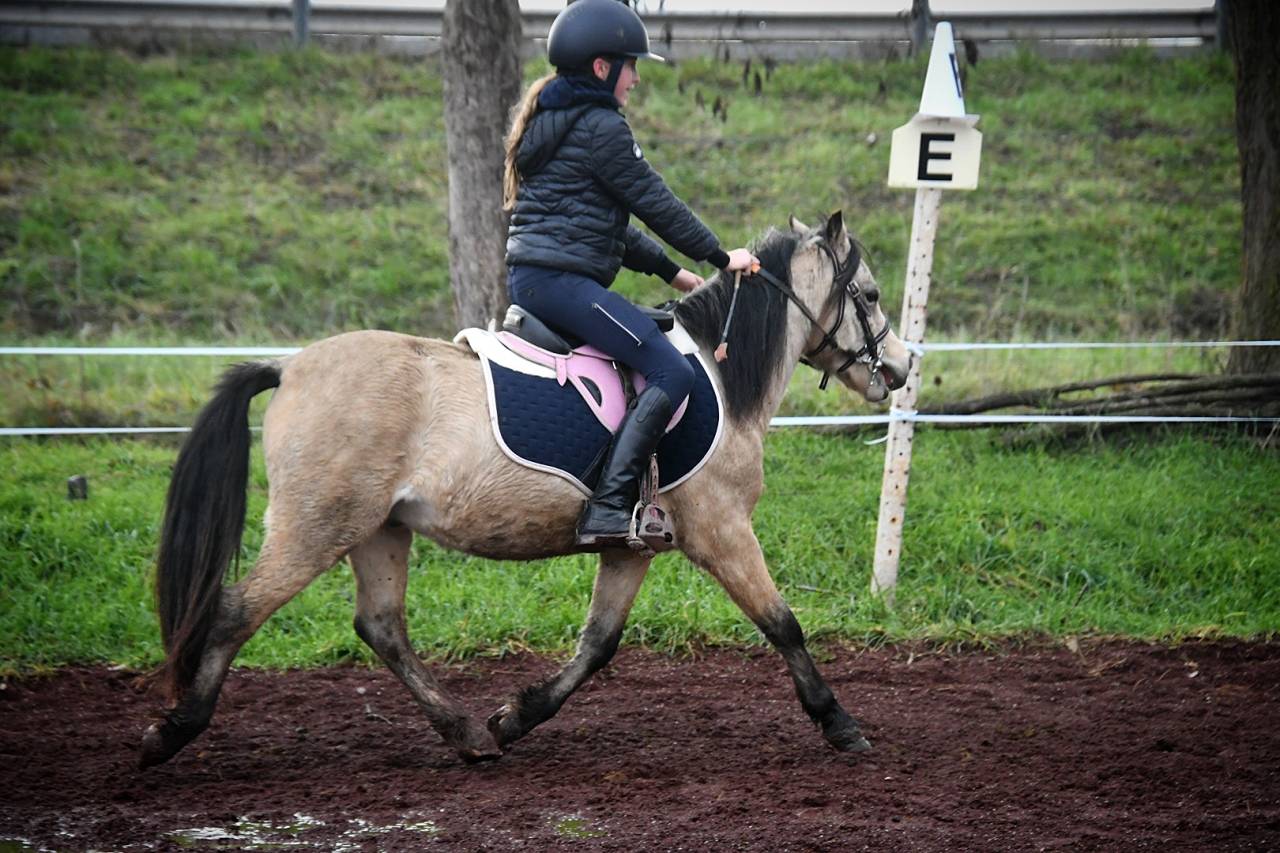 Castrone Welsh Poney (Sezione A) In vendita 2021 Isabella