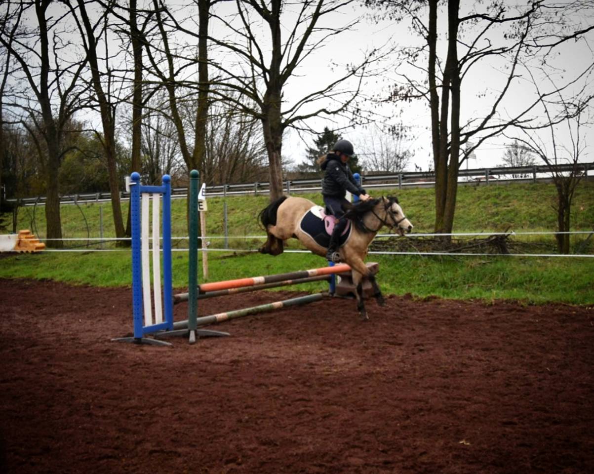 Castrone Welsh Poney (Sezione A) In vendita 2021 Isabella