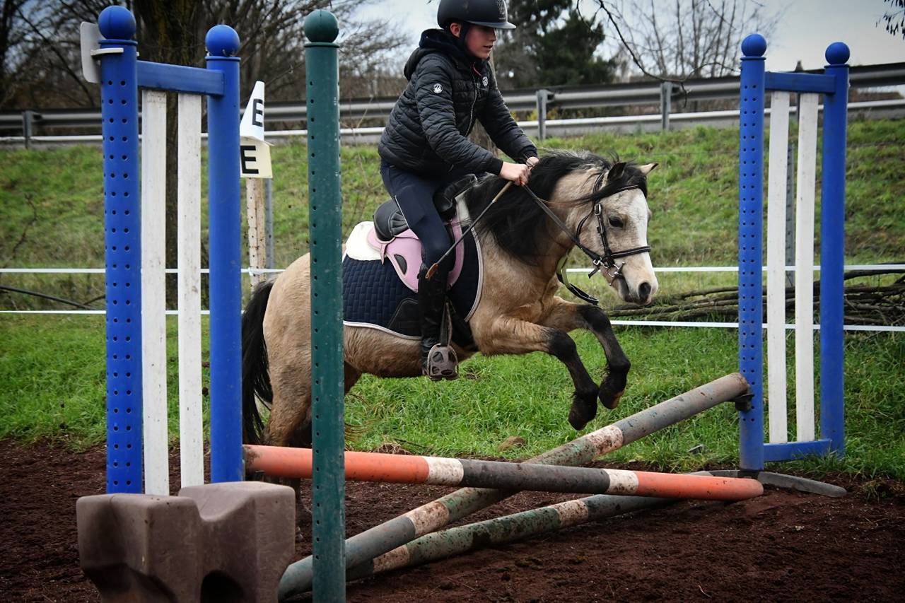 Castrone Welsh Poney (Sezione A) In vendita 2021 Isabella