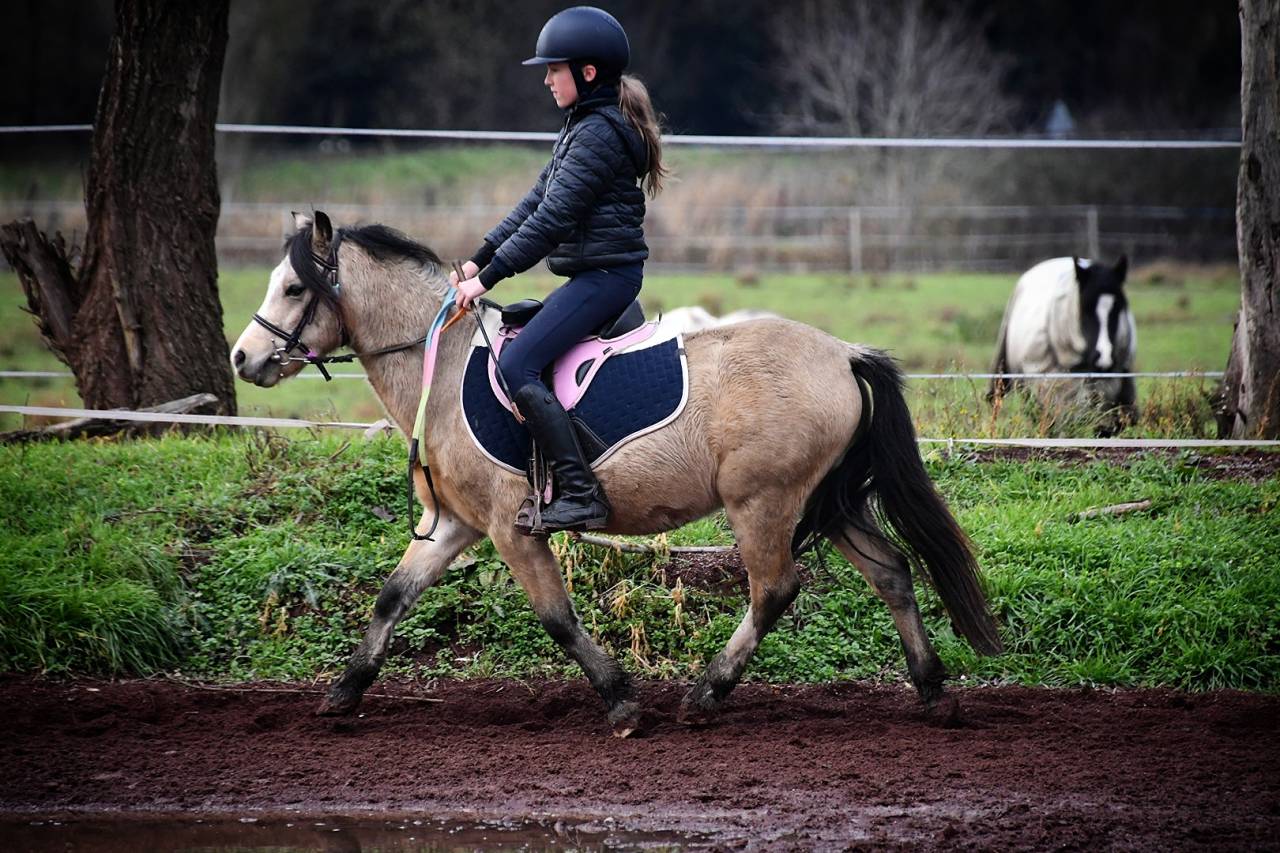 Castrone Welsh Poney (Sezione A) In vendita 2021 Isabella