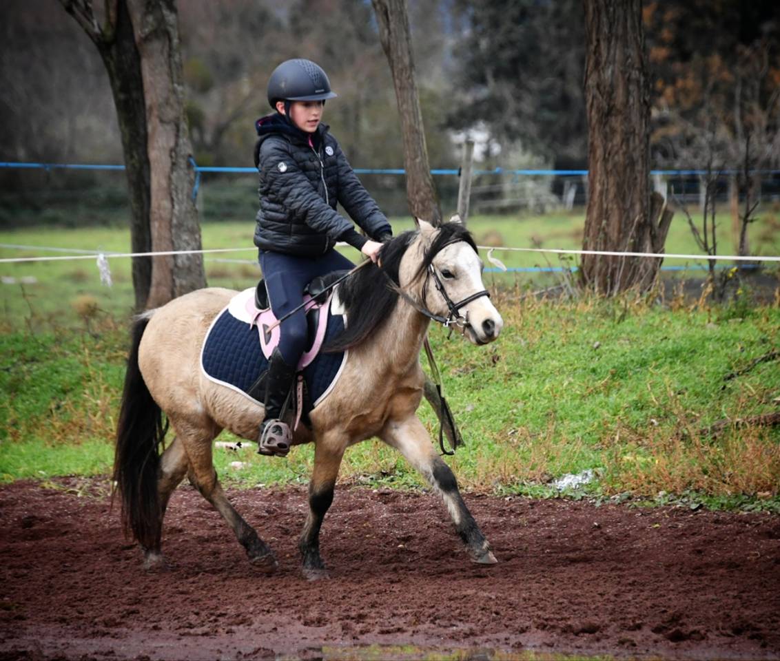 Castrone Welsh Poney (Sezione A) In vendita 2021 Isabella