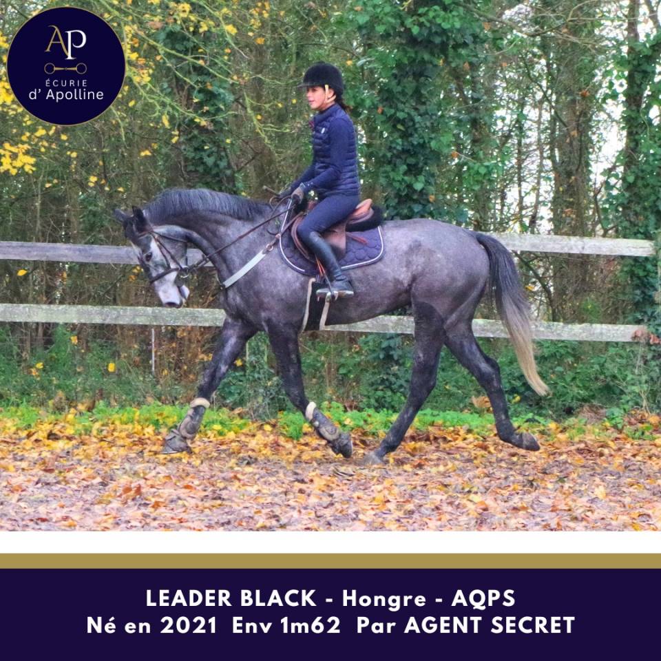 Castrone AQPS In vendita 2021 Grigio