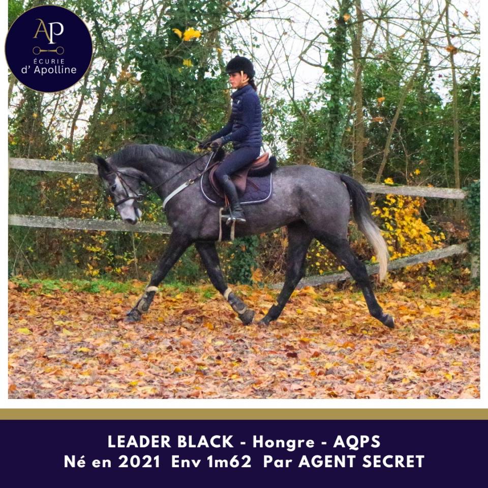 Castrone AQPS In vendita 2021 Grigio