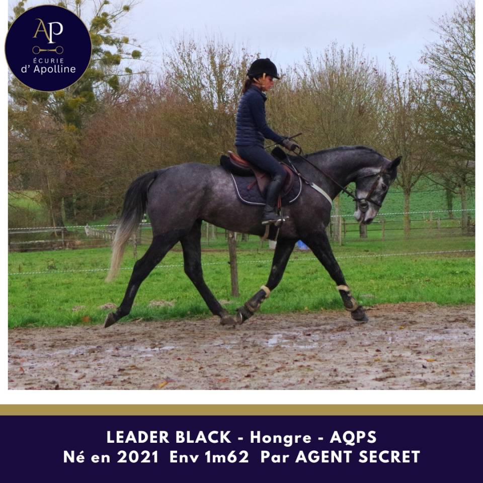 Castrone AQPS In vendita 2021 Grigio