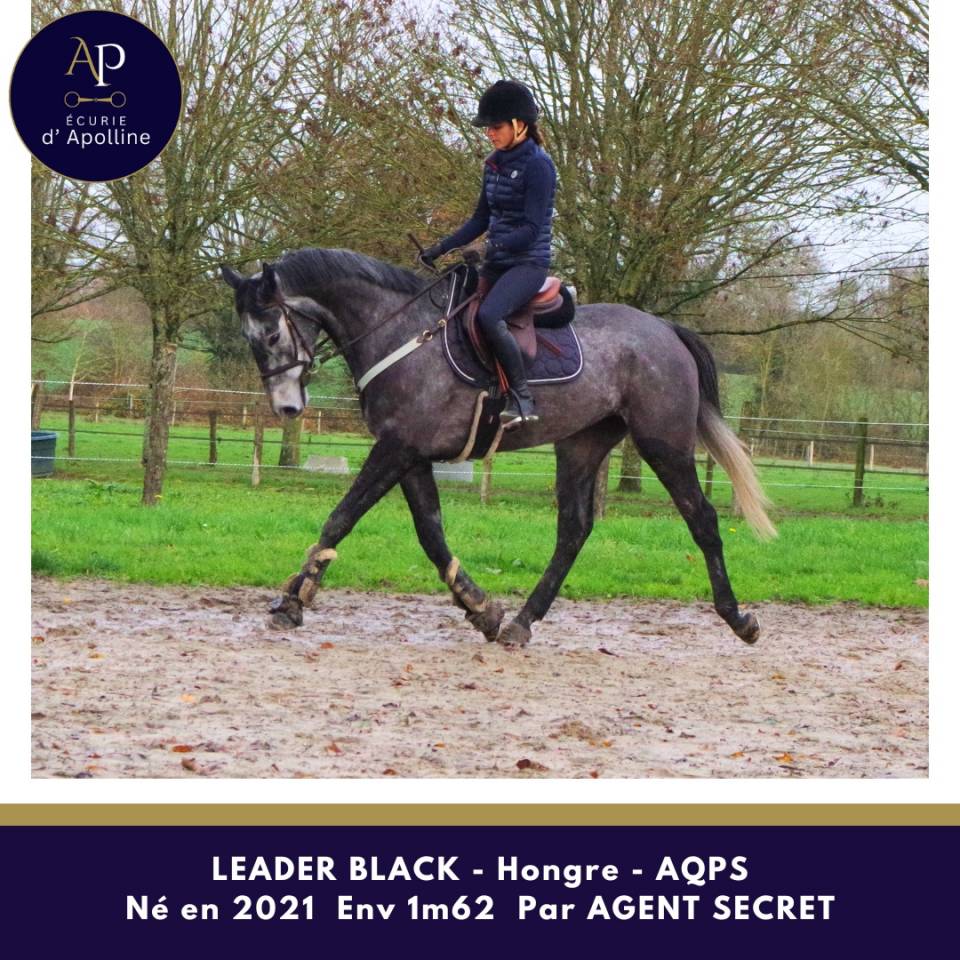 Castrone AQPS In vendita 2021 Grigio