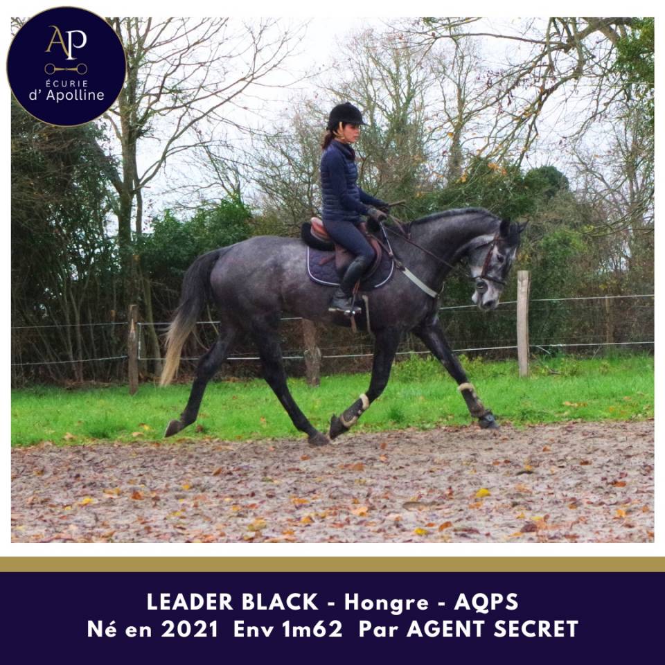 Castrone AQPS In vendita 2021 Grigio