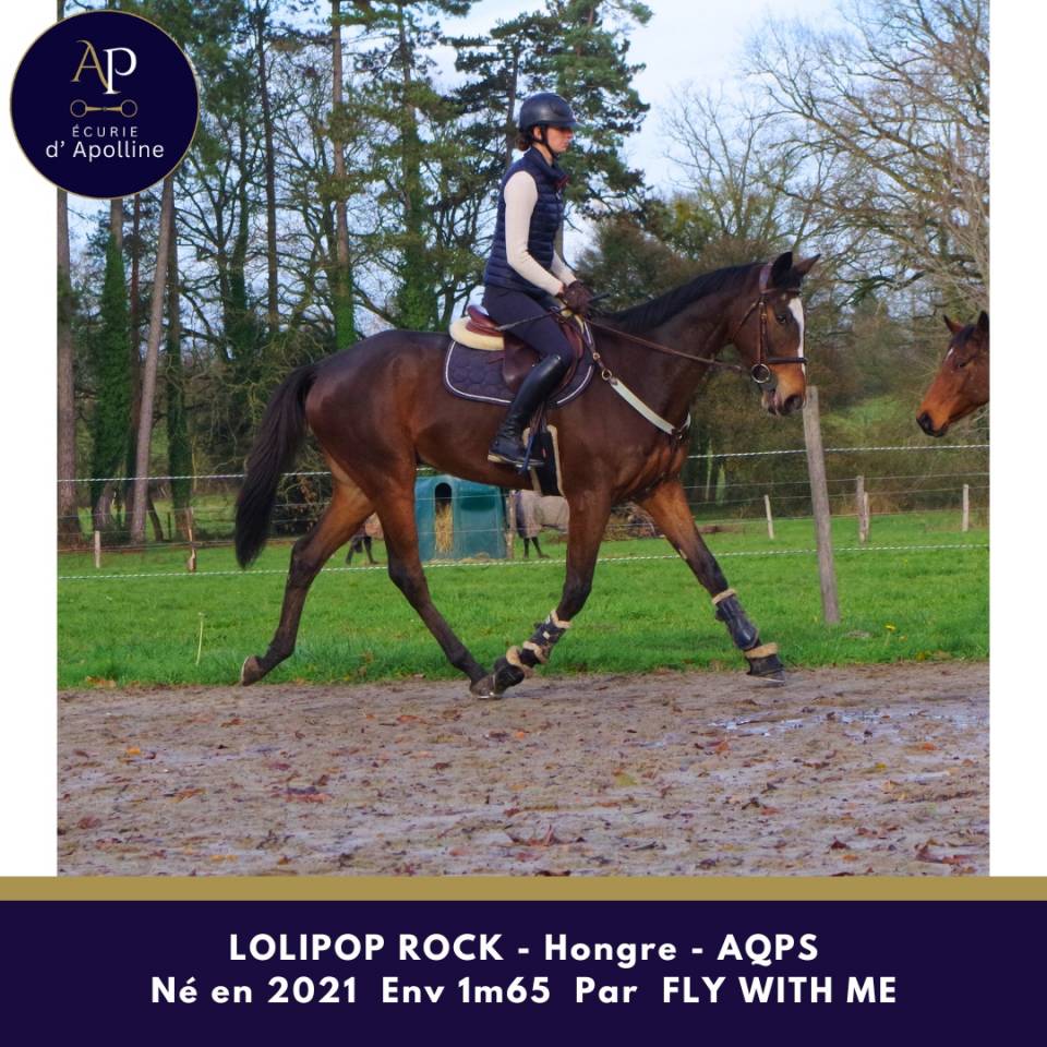 Castrone AQPS In vendita 2021 Baio