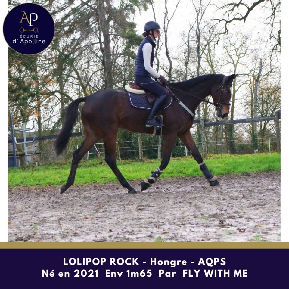 Castrone AQPS In vendita 2021 Baio