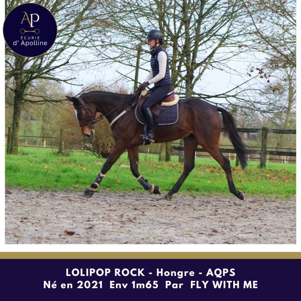 Castrone AQPS In vendita 2021 Baio