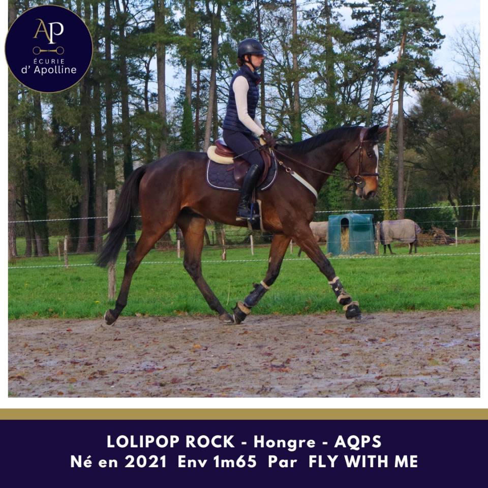 Castrone AQPS In vendita 2021 Baio