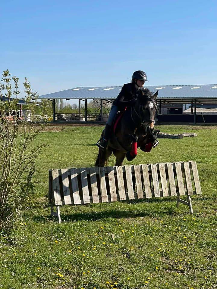 Cavalla PFS Pony Francese da Sella In vendita 2017 Baio