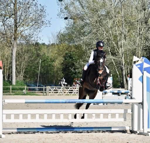 Cavalla PFS Pony Francese da Sella In vendita 2017 Baio