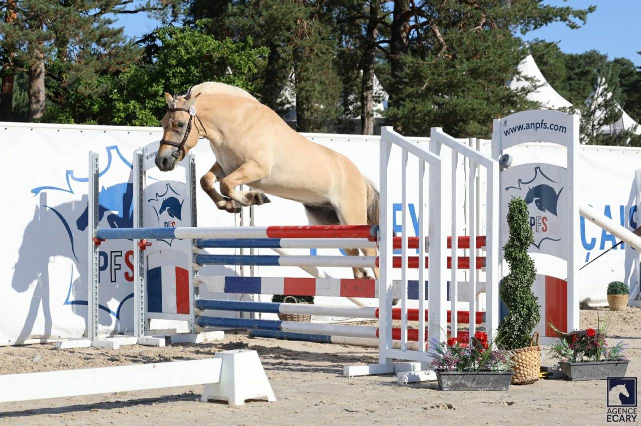 Castrone Fjord In vendita 2022 Isabella
