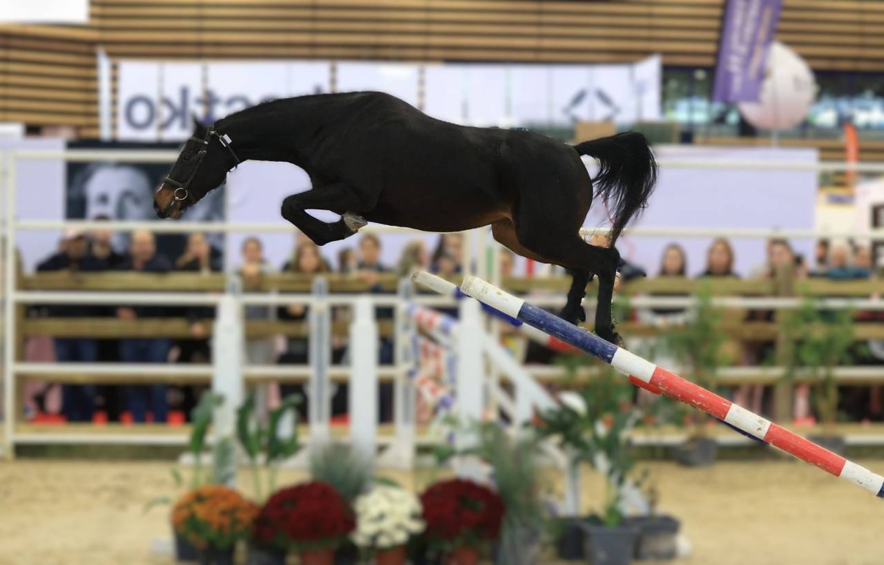 Cavalla Sella Francese In vendita 2022 Baio scuro ,  Conthargos