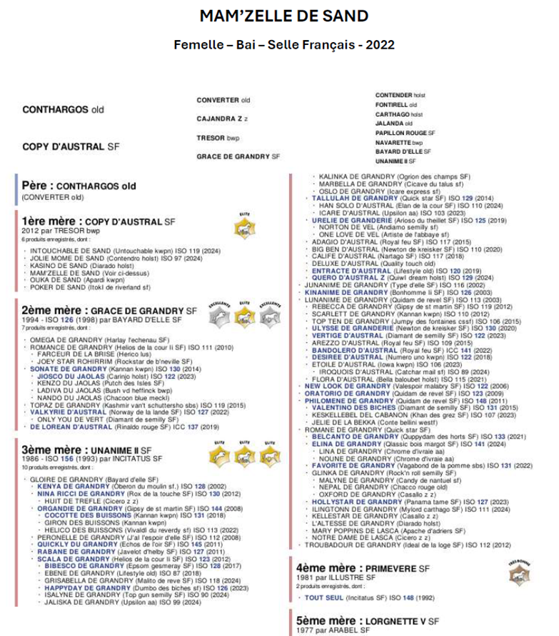 Cavalla Sella Francese In vendita 2022 Baio scuro ,  Conthargos