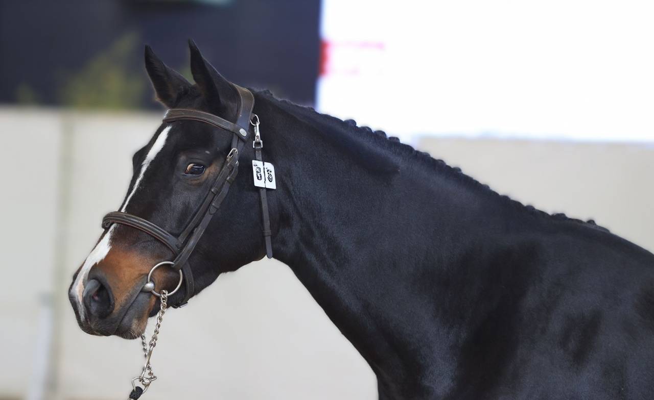 Cavalla Sella Francese In vendita 2022 Baio scuro ,  Conthargos