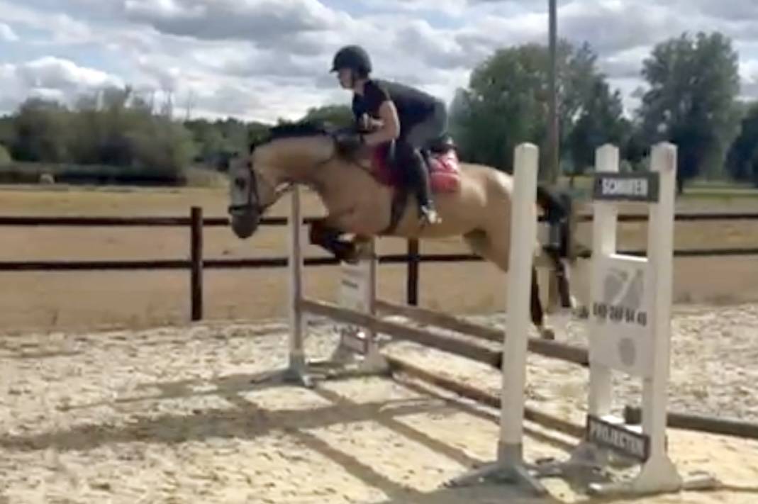 3,5 years old APPROVED stallion / stud CLEAN X-RAYS