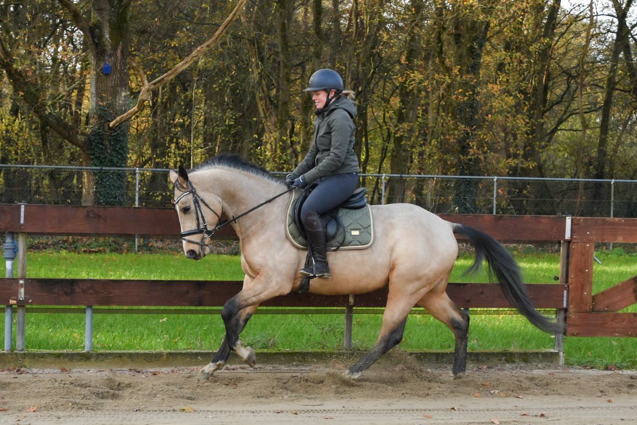 3,5 years old APPROVED stallion / stud CLEAN X-RAYS