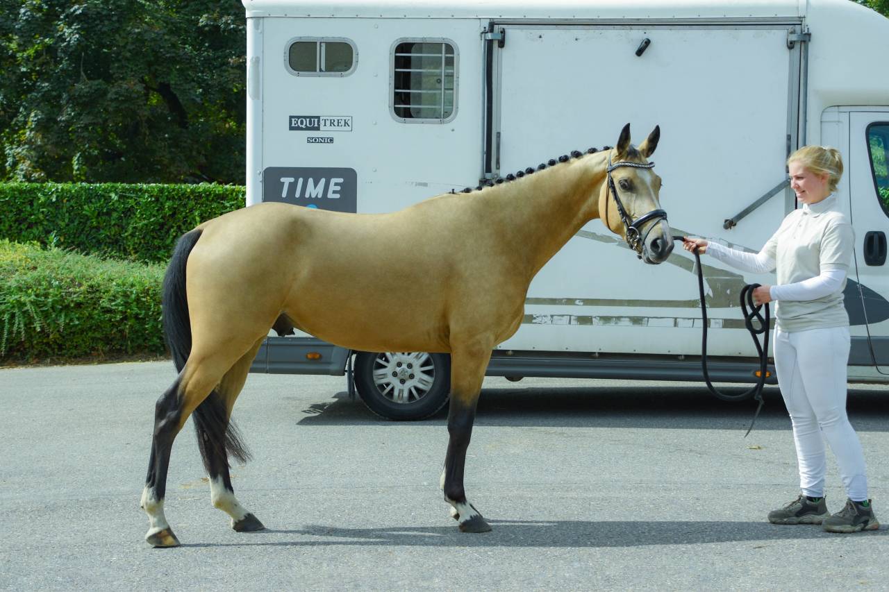 3,5 years old APPROVED stallion / stud CLEAN X-RAYS