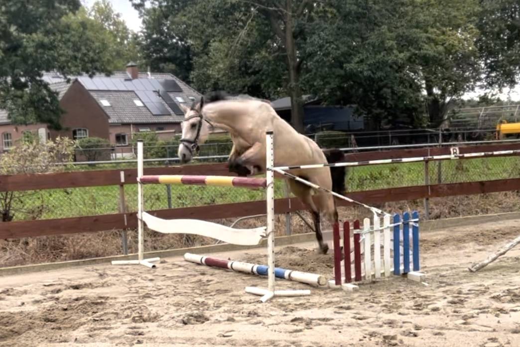 3,5 years old APPROVED stallion / stud CLEAN X-RAYS